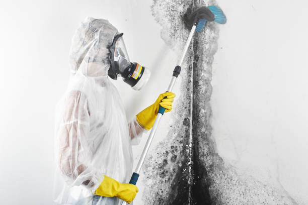 Best Environmental Consulting for Mold Prevention  in Tacoma, WA