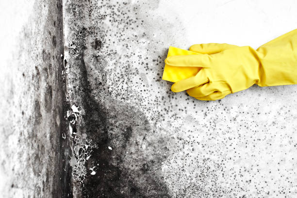 Best Mold Damage Restoration  in Tacoma, WA