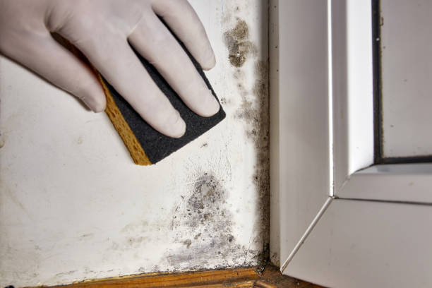 Best Airborne Mold Testing  in Tacoma, WA